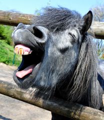 Singing Donkey ;-))