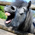 Singing Donkey ;-))