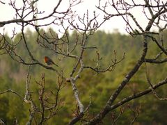 Singing for spring