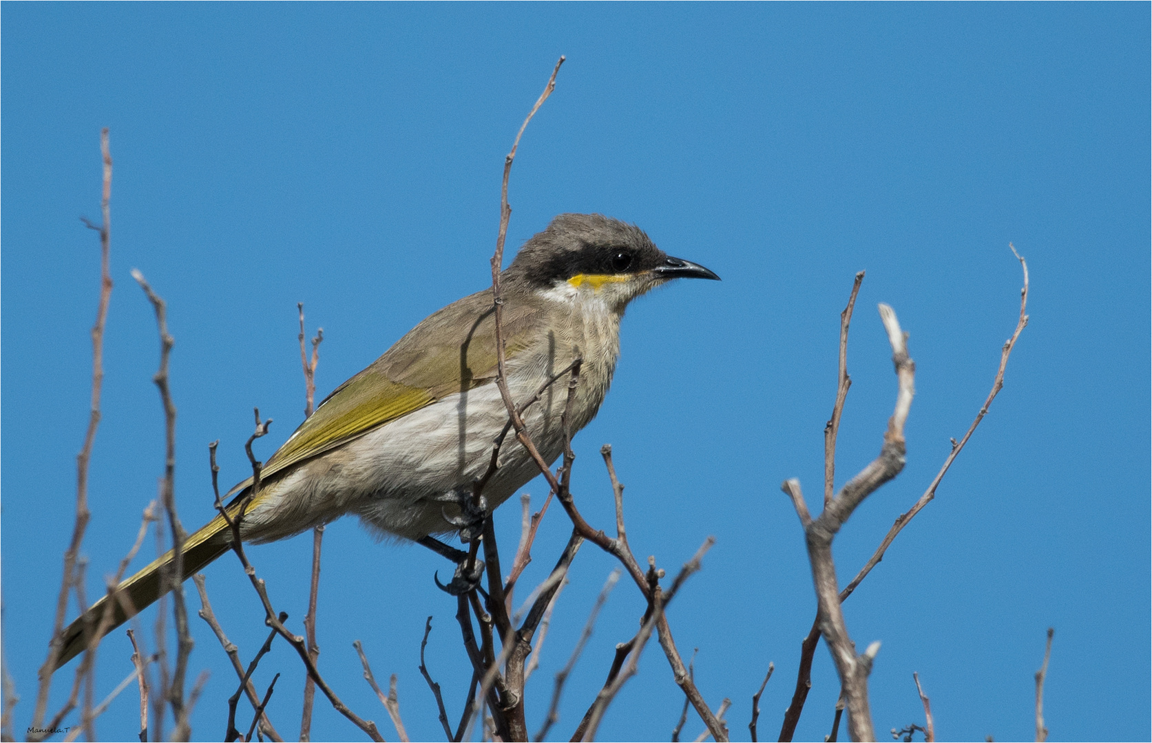 Singing Honeyeater