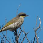 Singing Honeyeater