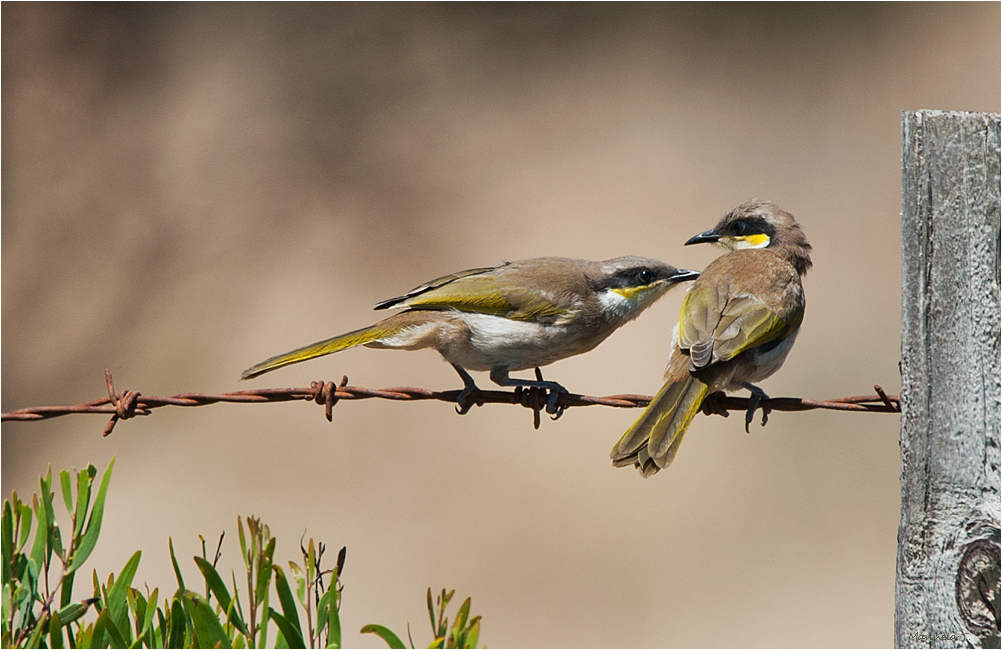 Singing Honeyeater