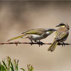 Singing Honeyeater