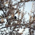 singing in the cherrytree