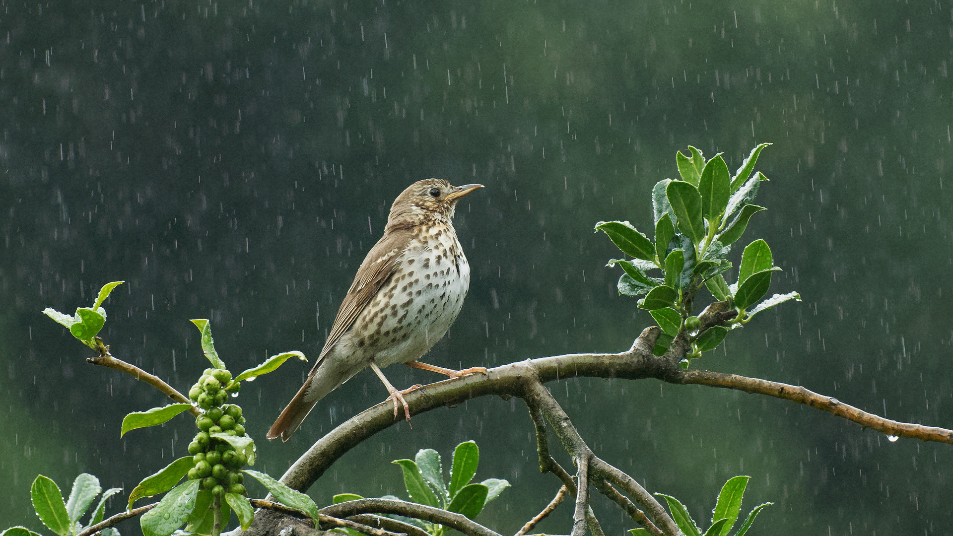 ... Singing In The Rain   ..