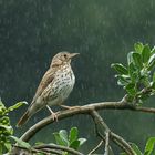 ... Singing In The Rain   ..