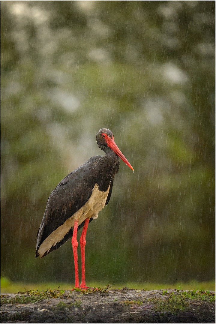 Singing in the rain ..... 