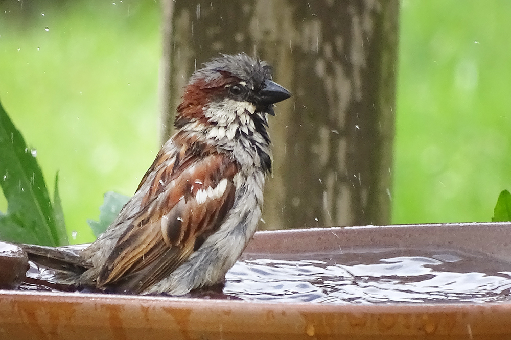 singing in the rain