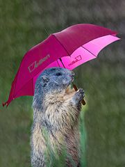 Singing In The Rain