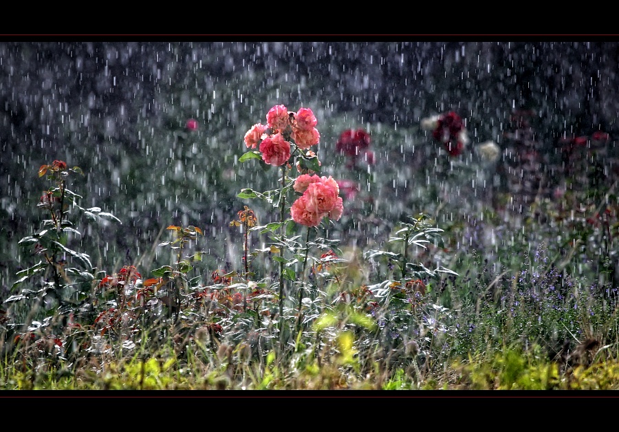 Singing in the rain