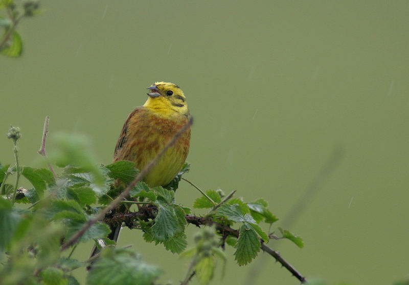 Singing in the rain