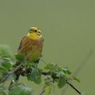 Singing in the rain