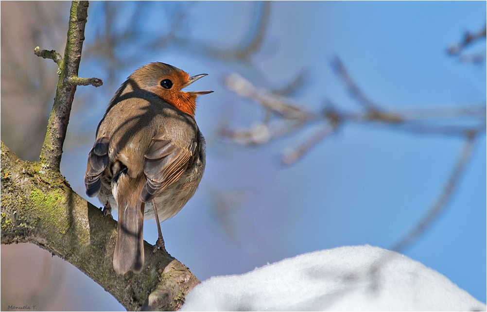 Singing in the snow