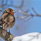 Singing in the snow