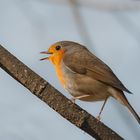 Singing in the Spring