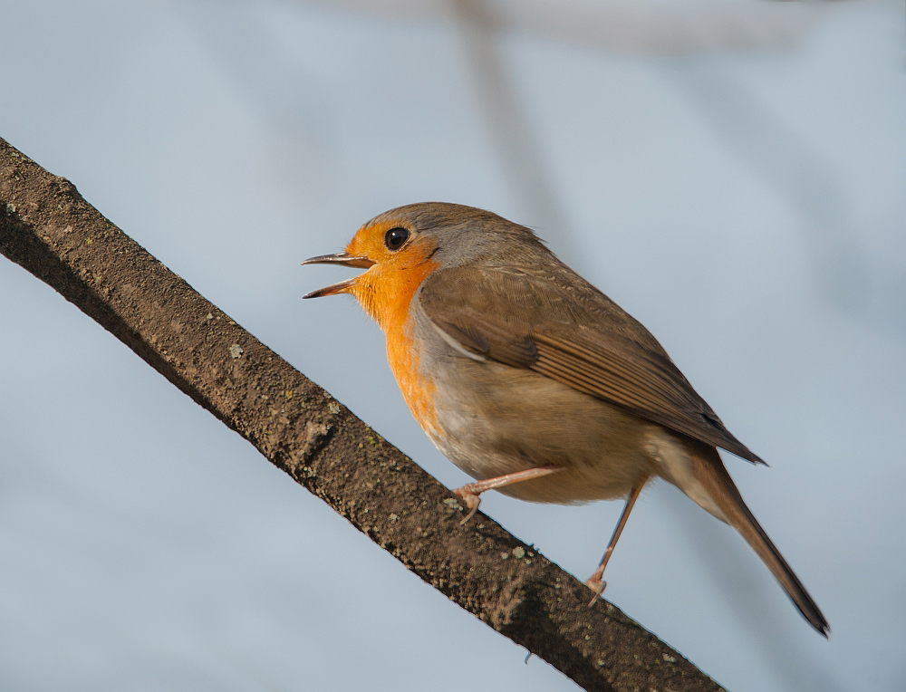 Singing in the Spring