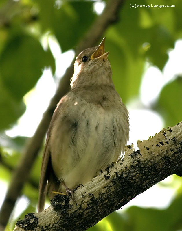 Singing nightingale