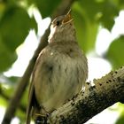 Singing nightingale