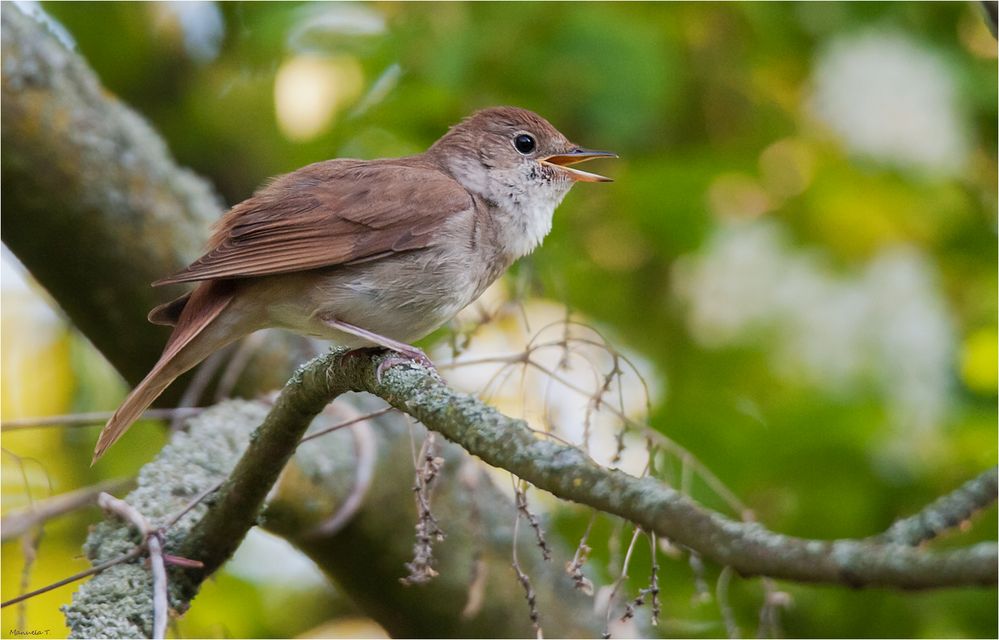 Singing nightingale