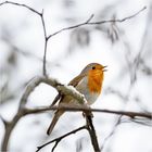 Singing of Robin