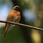 Singing  Redstart