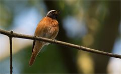 Singing  Redstart