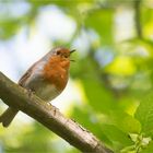 Singing Robin