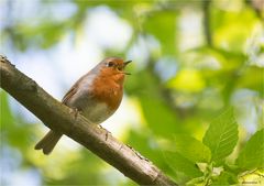 Singing Robin