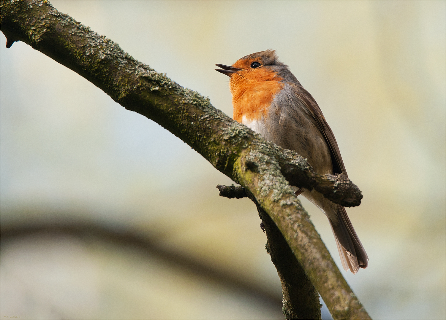 Singing Robin