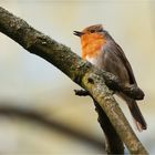 Singing Robin