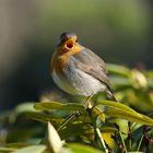 Singing Robin