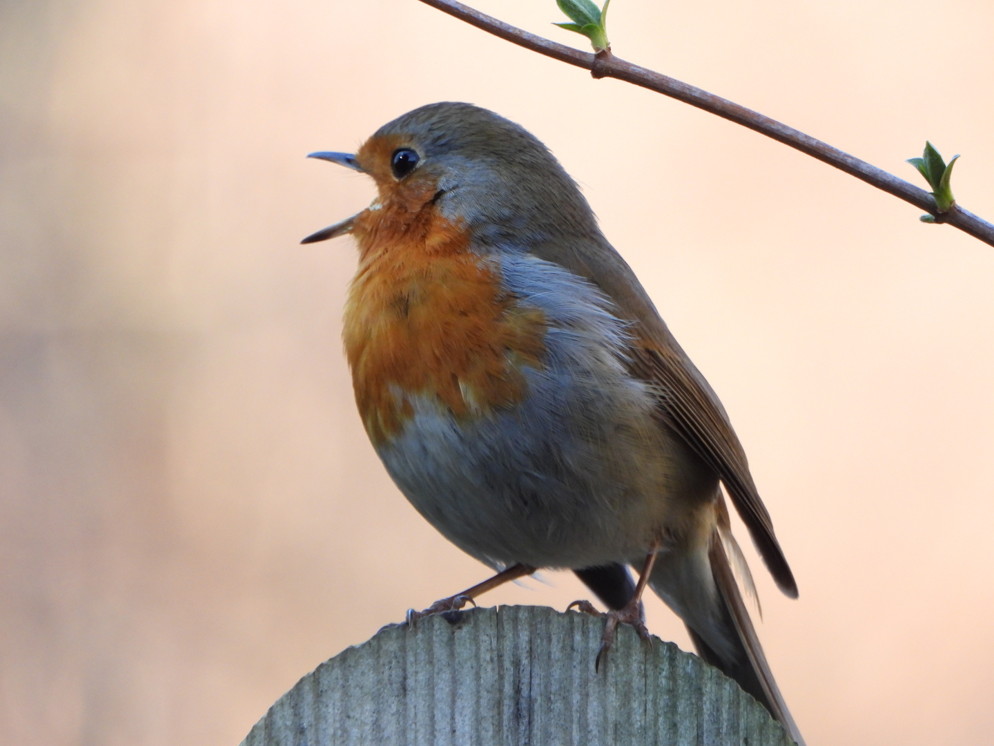 singing Robin .......