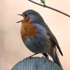 singing Robin .......