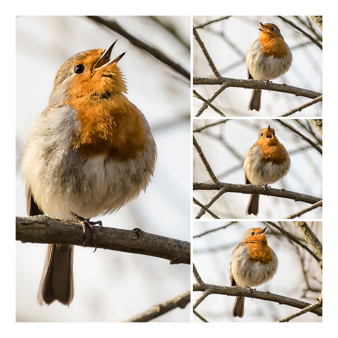 Singing Robin