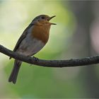 singing robin