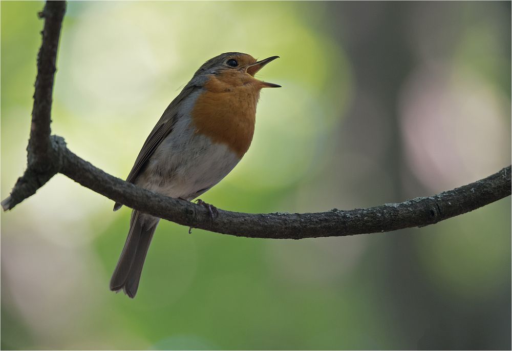 singing robin