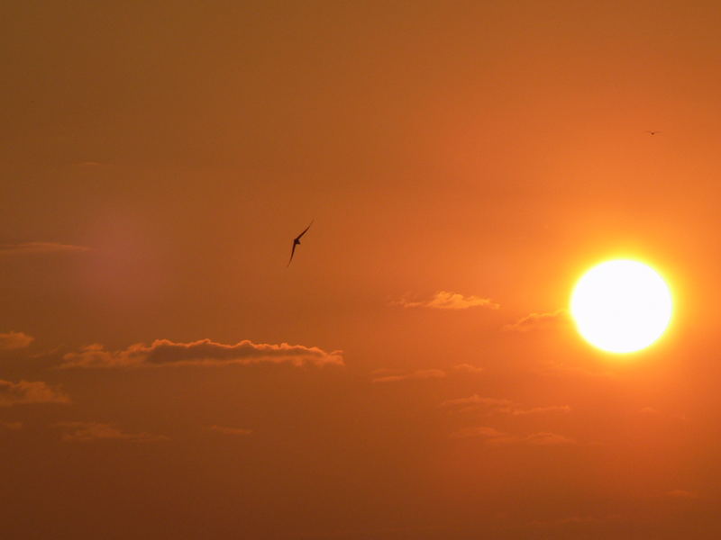 Singing swallow in the morning