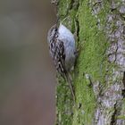 Singing Treecreeper