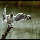 singing-under-the-rain