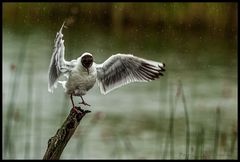 singing-under-the-rain