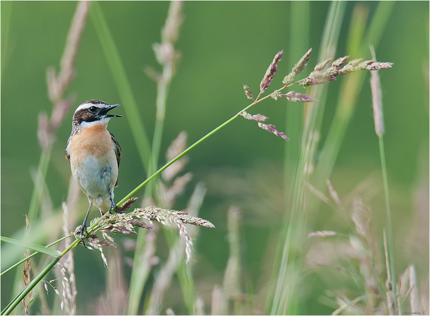 Singing Whinchat