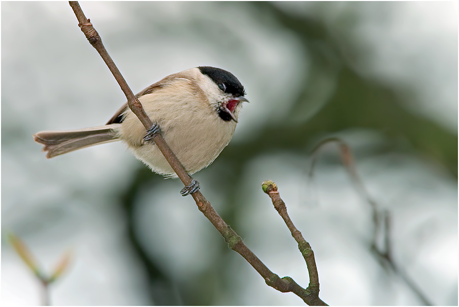 Singing Willow Tit