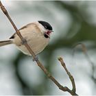 Singing Willow Tit