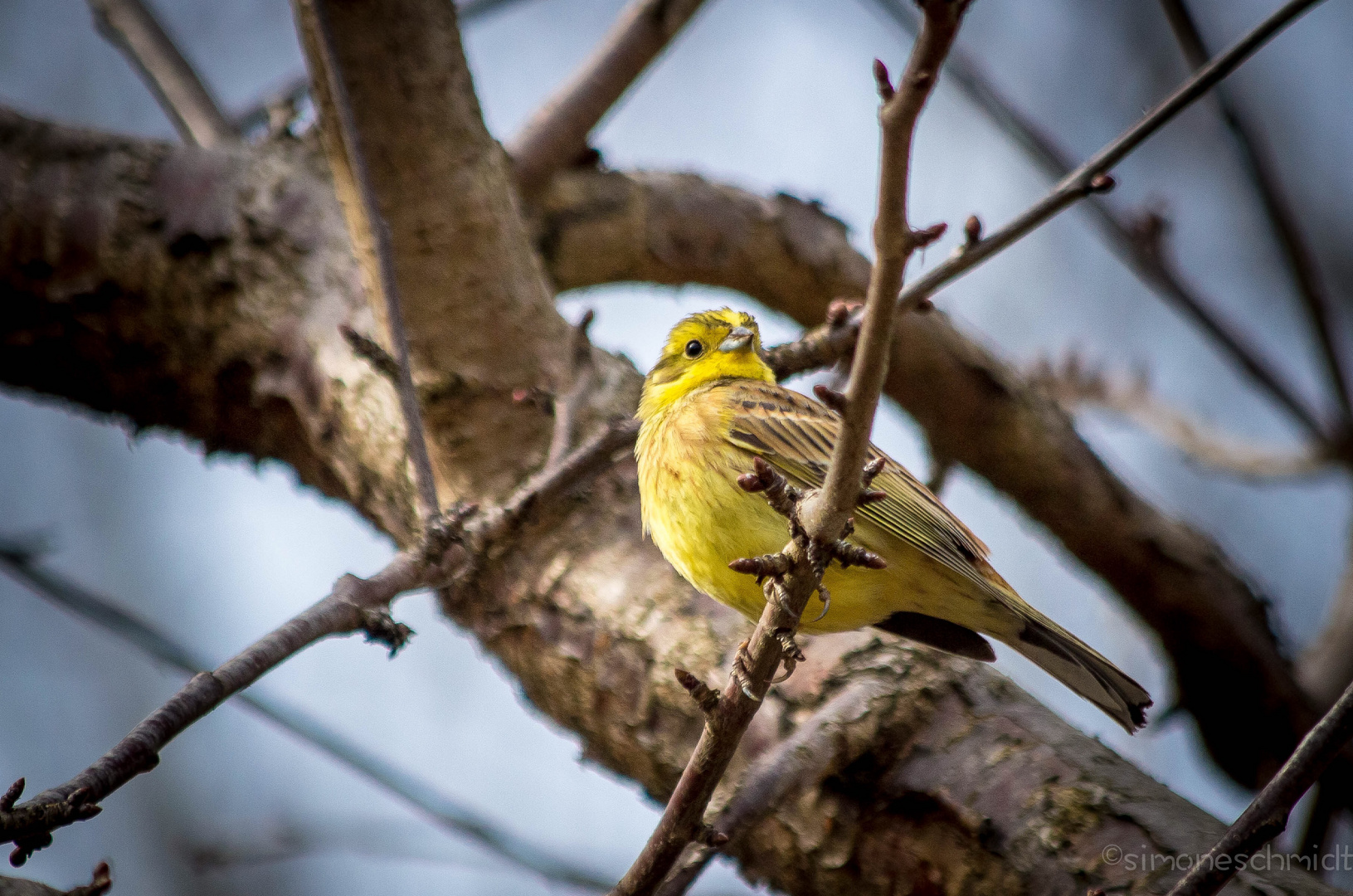 Singing.bird.