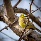 Singing.bird.