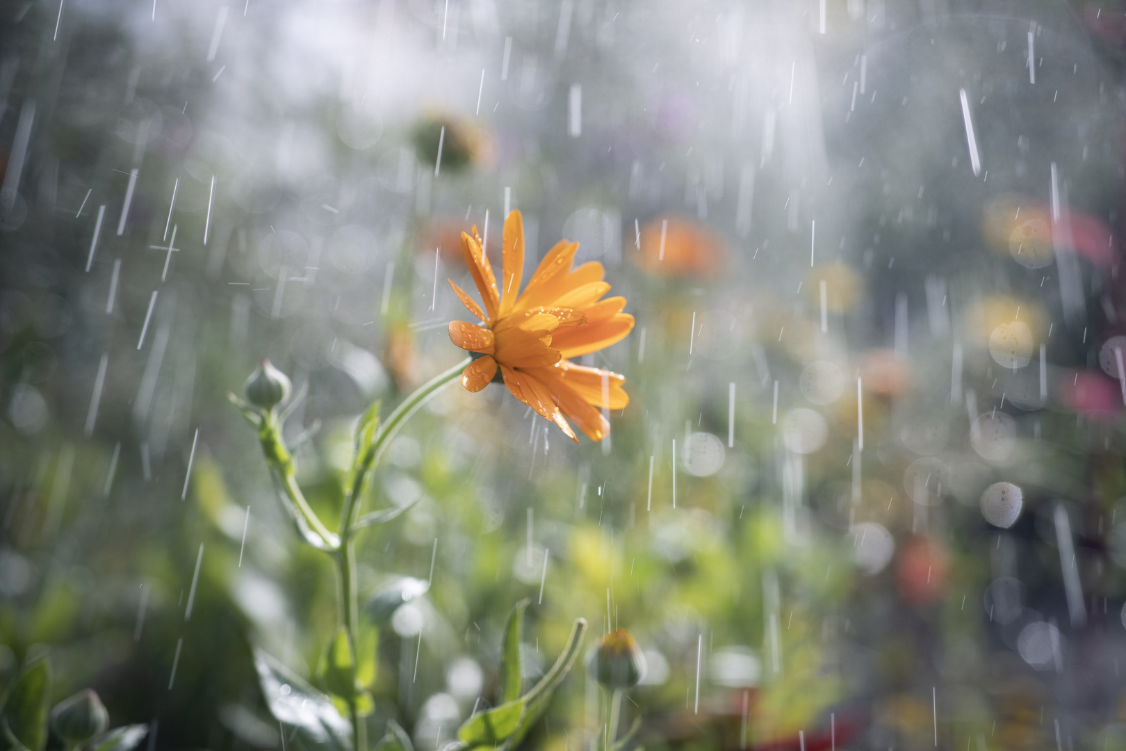 Singin`in the rain