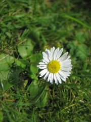 Single Gänseblümchen