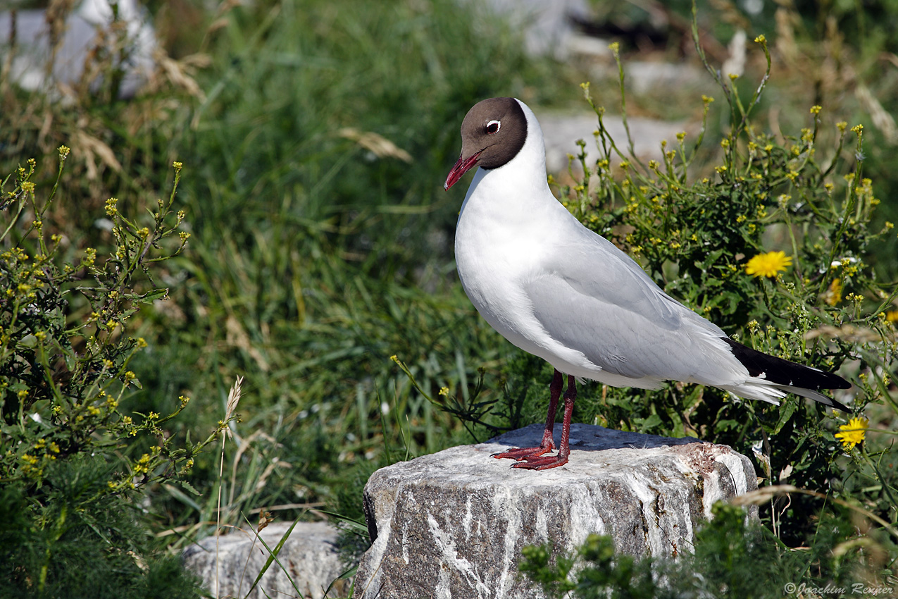 Single, gut gebaut, sucht....