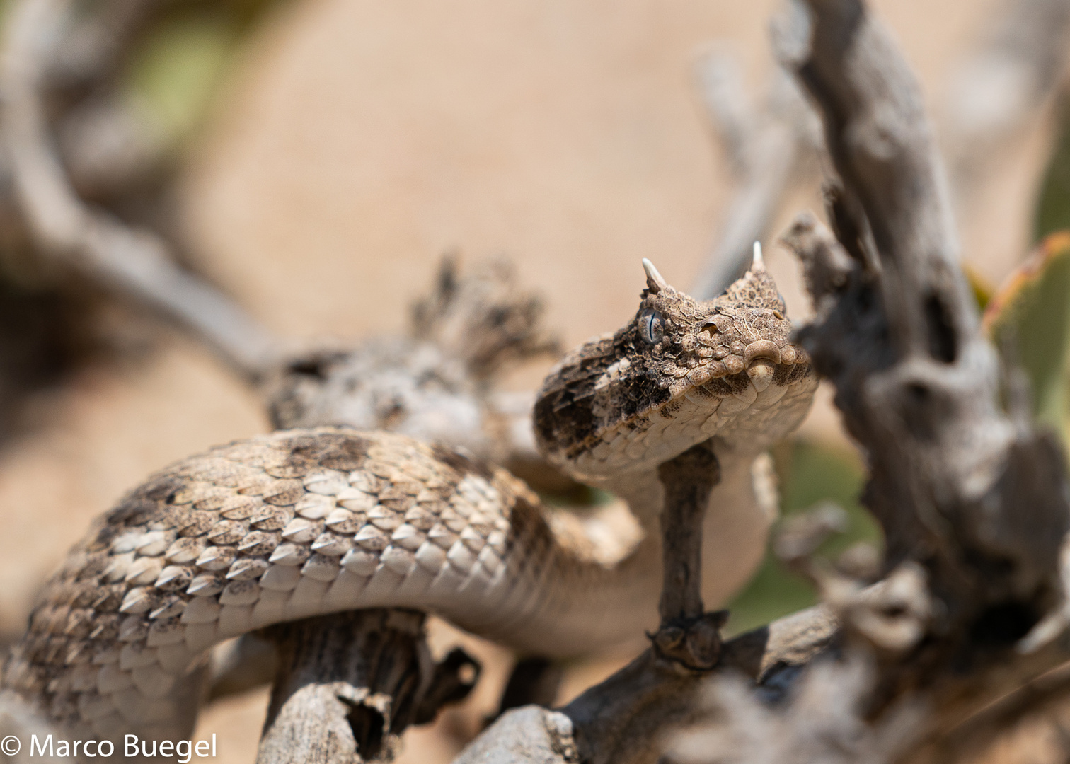 Single Horned Adder Swakopmund Namibia