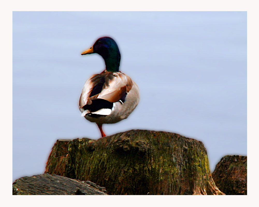 Single leg Duck